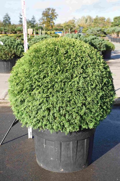 Thuja occidentalis &