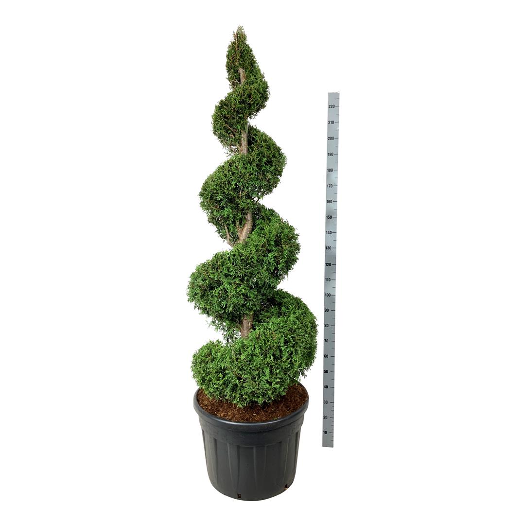 Thuja occ. &