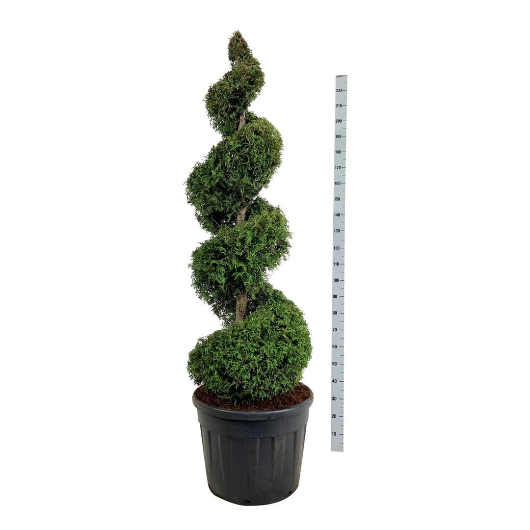 Thuja occ. &