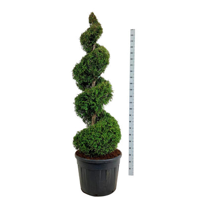 Thuja occidentalis &