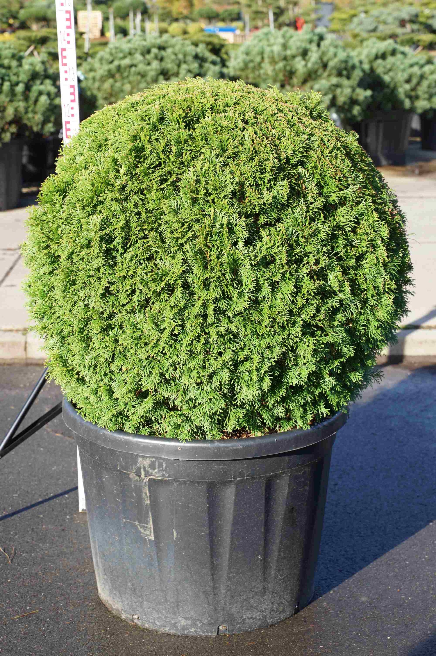 Thuja occ. &
