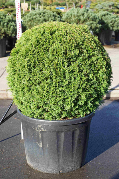 Thuja occidentalis &