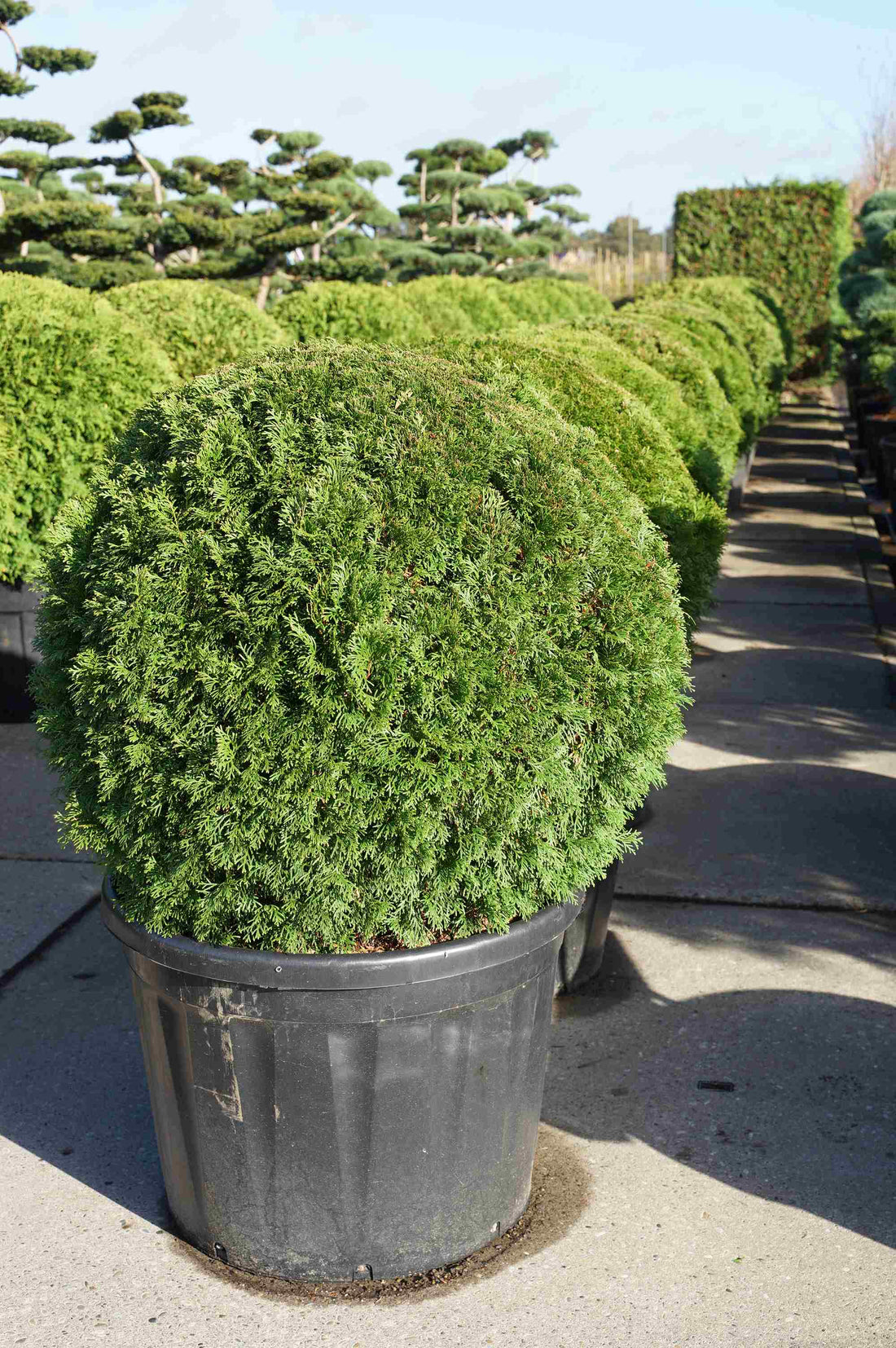 Thuja occidentalis &