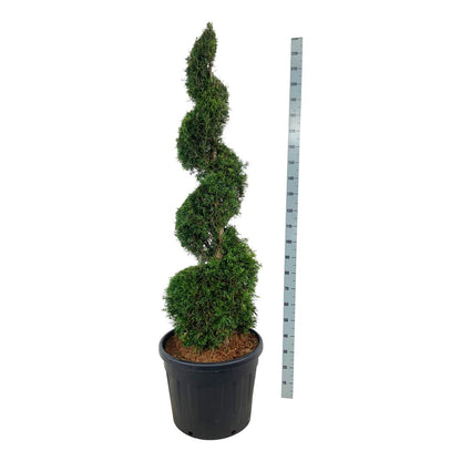 Thuja occidentalis &