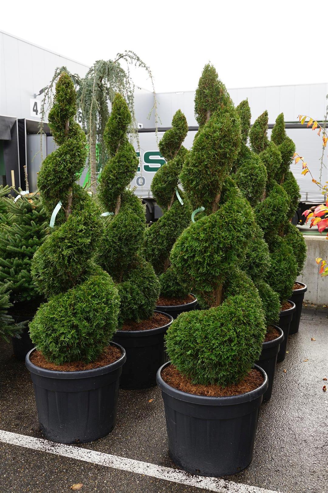Thuja occidentalis &