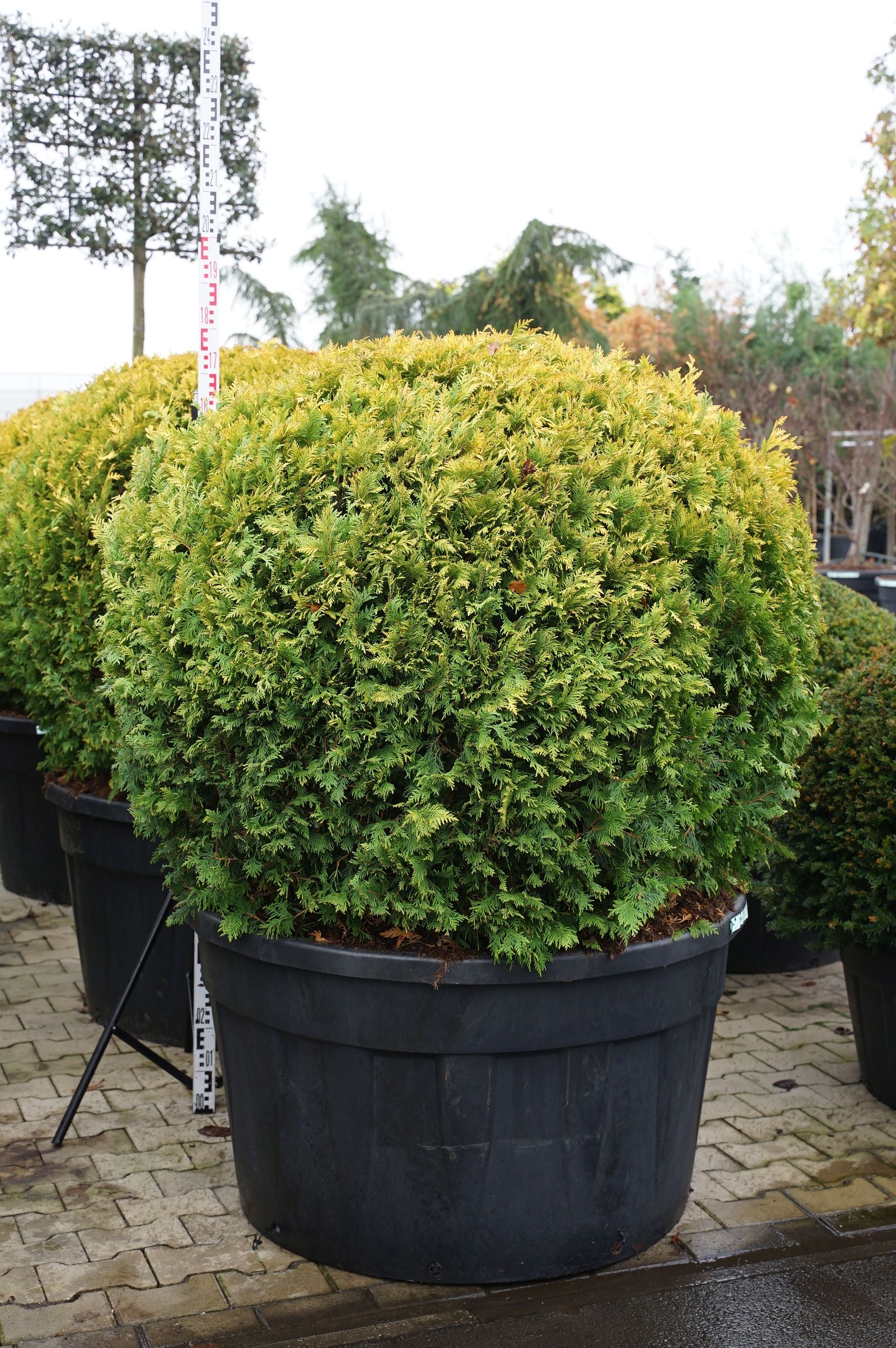 Thuja occ. &