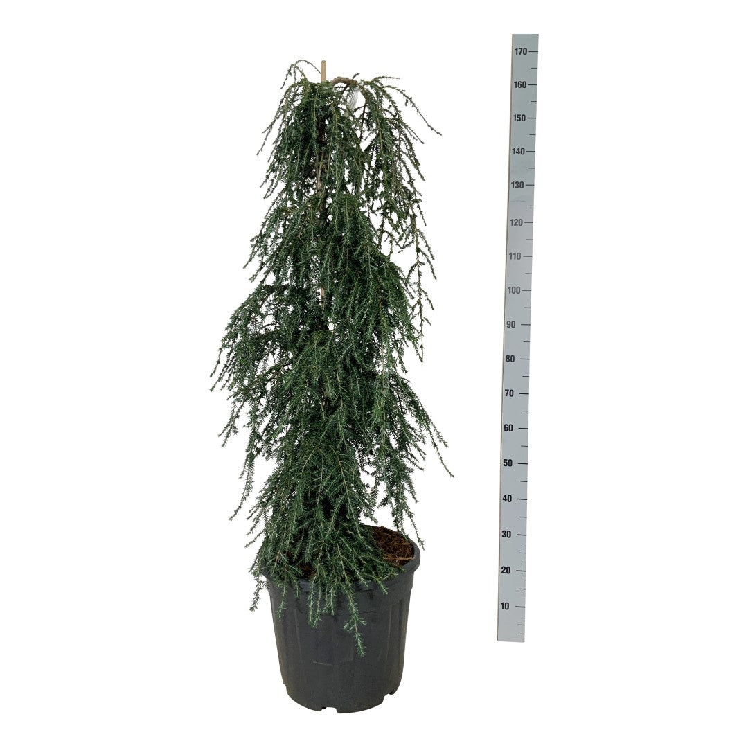 Hemlock can. &