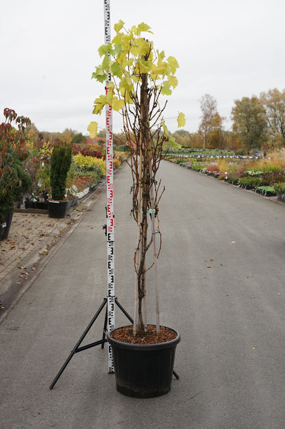 Vitis &