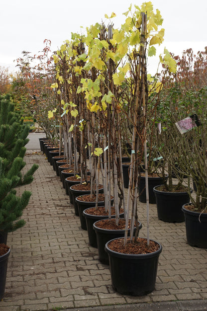 Vitis &