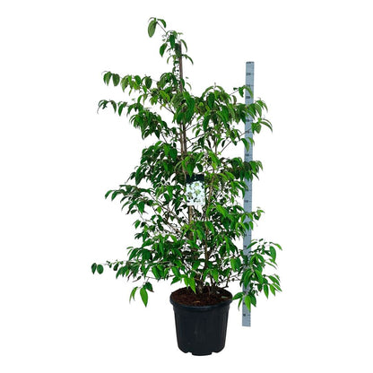 Viburnum plic. &