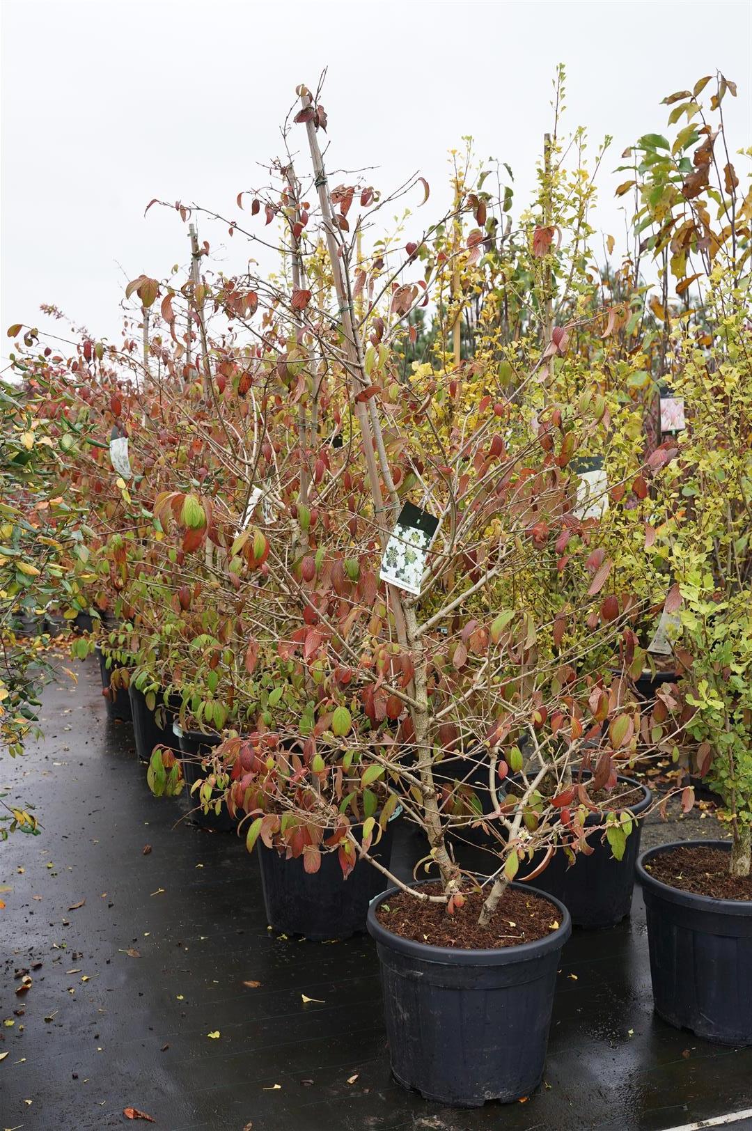 Viburnum plic. &