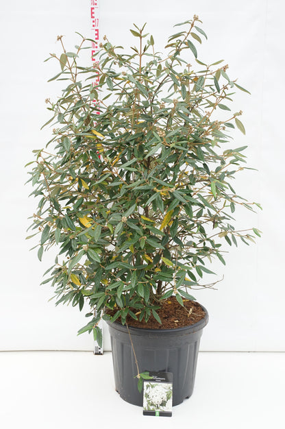 Viburnum &