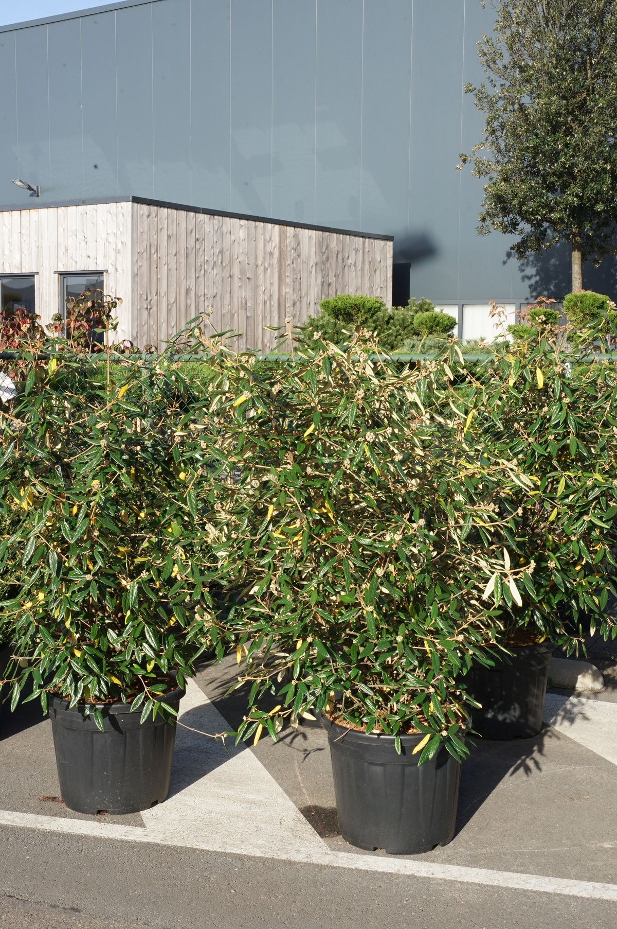 Viburnum &
