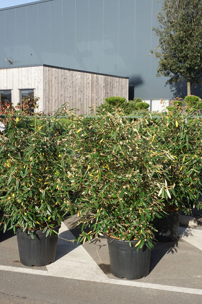 Viburnum &