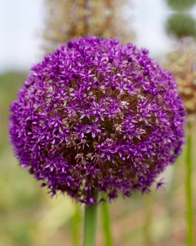 Allium "suurlähettiläs"