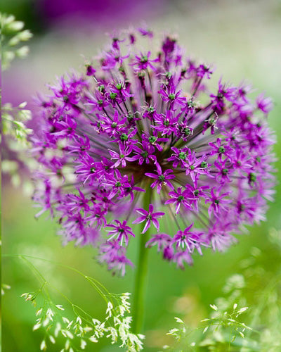 Allium afl. 'Purple Sensation'