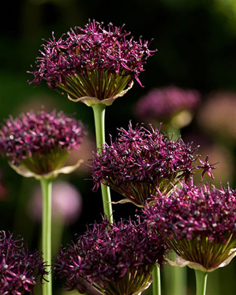 Allium atropurpureum