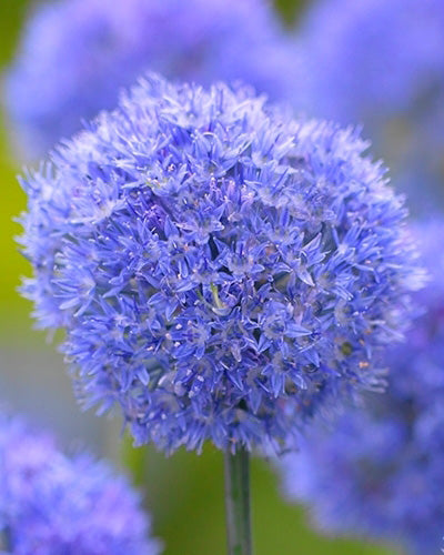 Allium caeruleum