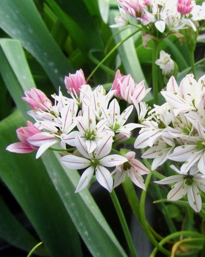 Allium 'Cameleon'