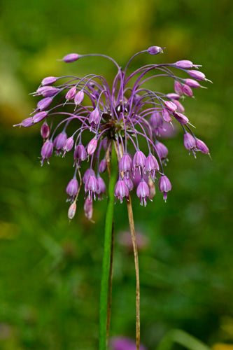 Allium cernum