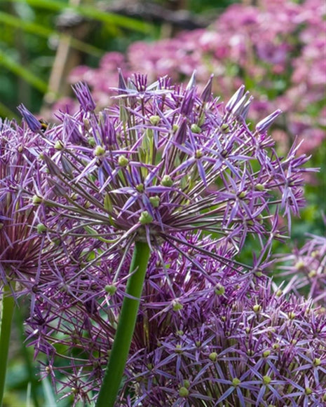 Allium christophii