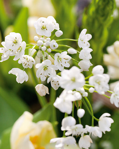 Allium cowanii