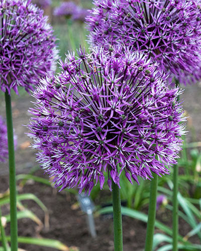 Allium 'Early Emperor'