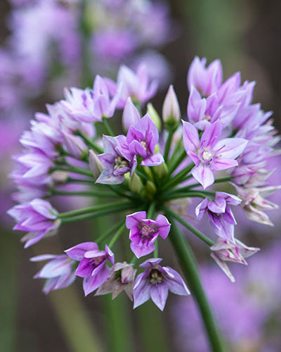 Allium 'Eros'