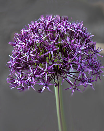 Allium "Firmament"