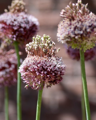 Allium 'Forelock'