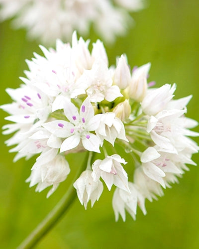 Allium "Graceful Beauty"