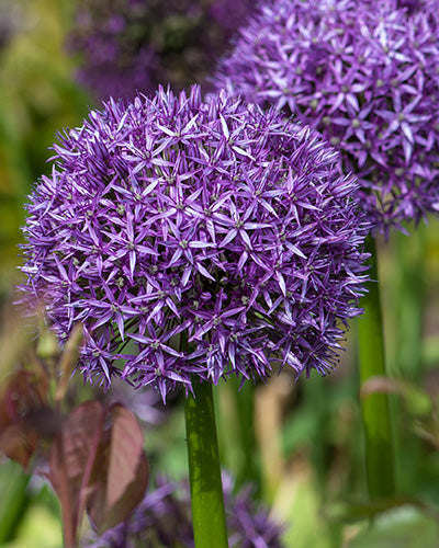 Allium "Globe Master"