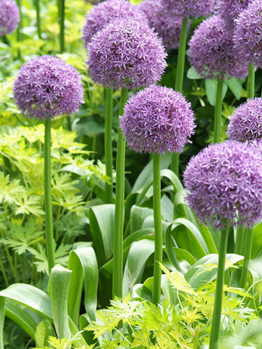 Allium 'His Excellency'