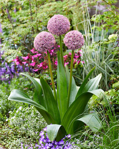 Allium 'Lucky Balloons'