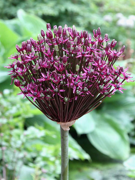 Allium "Magic"