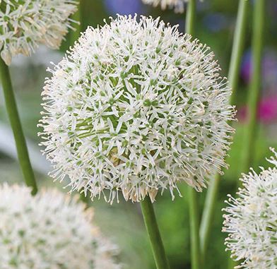 Allium "Mount Everest"