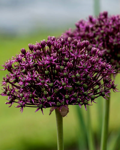 Allium "Miami"