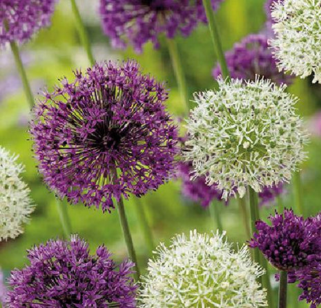 Allium Mix Paars-Wit