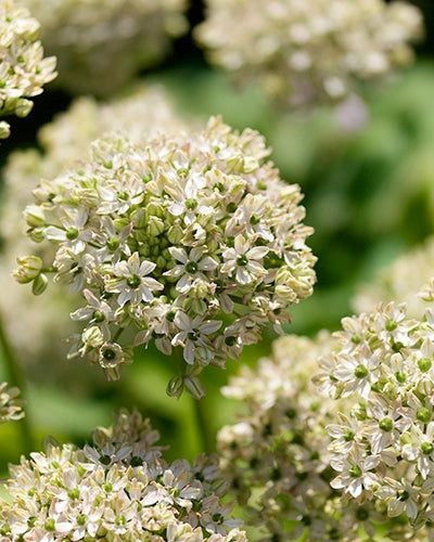 Allium nigrum 'Multibubosum'