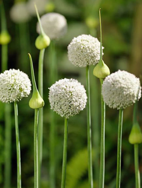 Allium "Ping Pong"