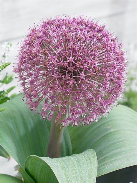 Allium "Red Giant"