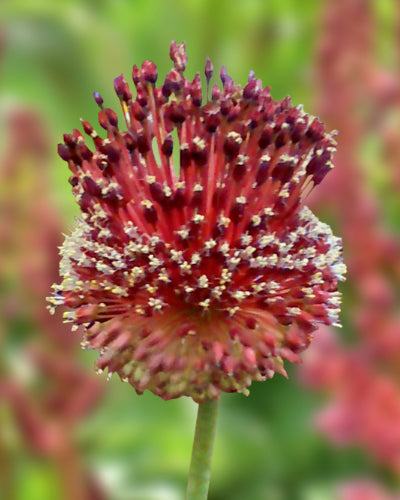 Allium "Red Mohican"