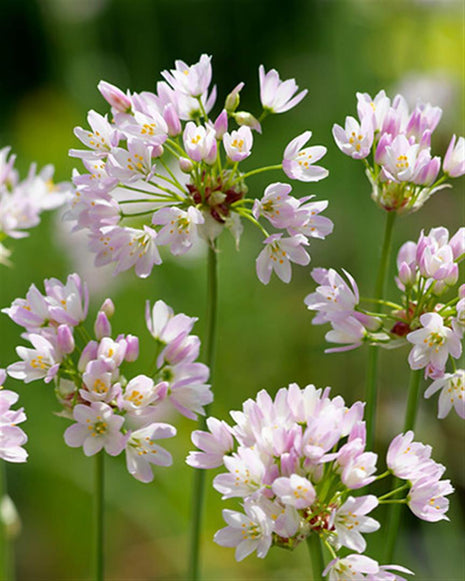 Allium roseum