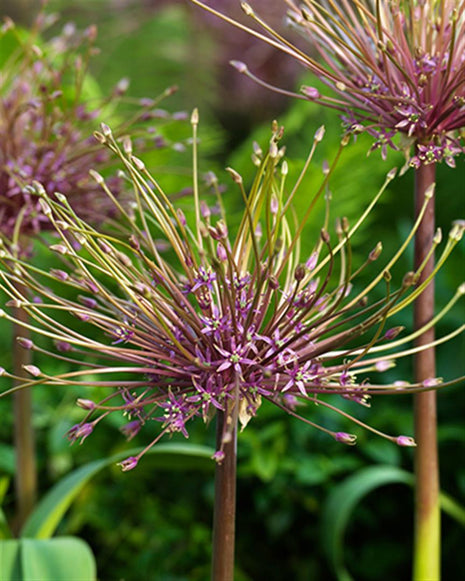 Allium schubertii