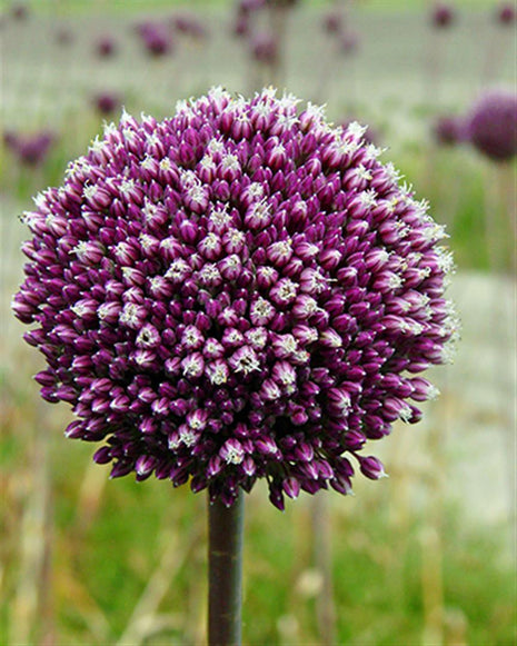 Allium "Summer Drummer"