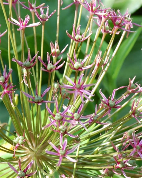 Allium "Spider"