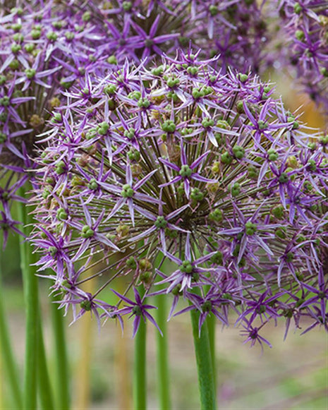 Allium 'Violet Beauty'