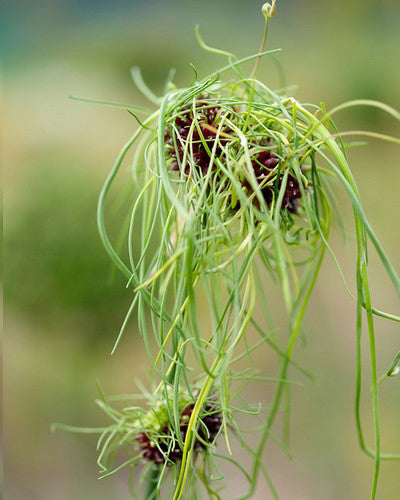 Allium vineale 'Hair'