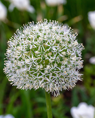 Allium 'White Giant'