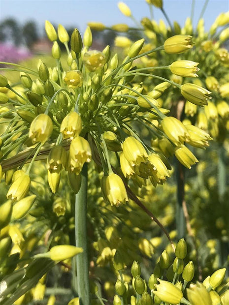 Allium 'Yellow Fantasy'